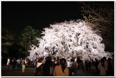 六義園のしだれ桜