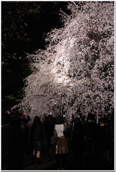 六義園のしだれ桜
