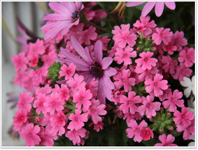 flower0001