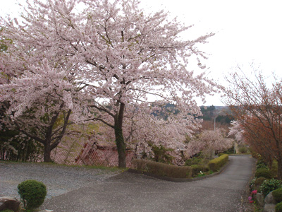満開の桜!