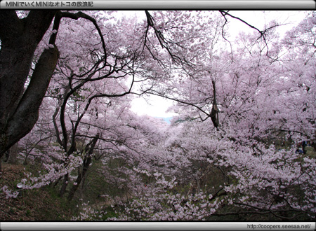 天下第一の桜〜高遠の桜
