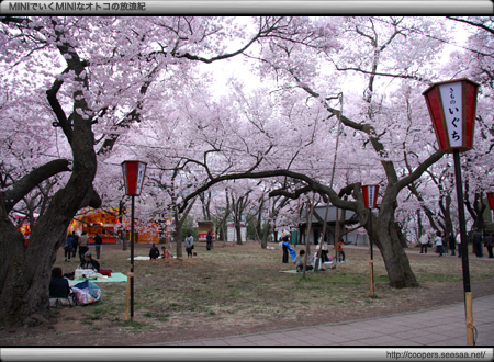 天下第一の桜〜高遠の桜