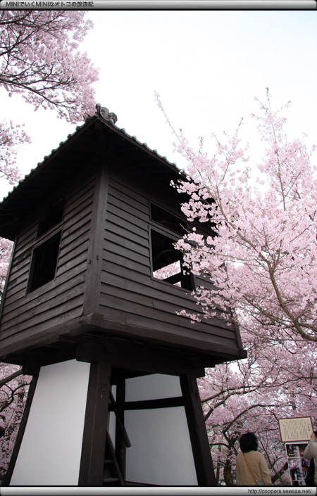 天下第一の桜〜高遠の桜