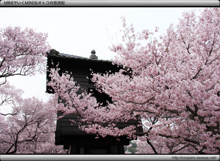 天下第一の桜〜高遠の桜