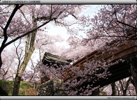 天下第一の桜〜高遠の桜